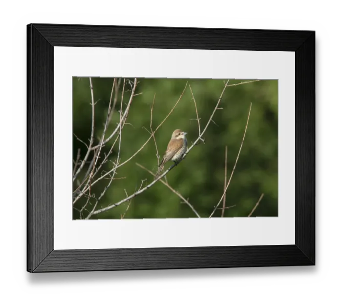 Framed Print : Female Red backed Shrike - Bulgaria Framed Print : Female Red backed Shrike - Bulgaria