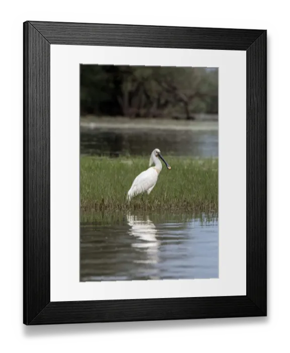 Framed Print : Spoonbill at Lake Kerkini, Northern Greece