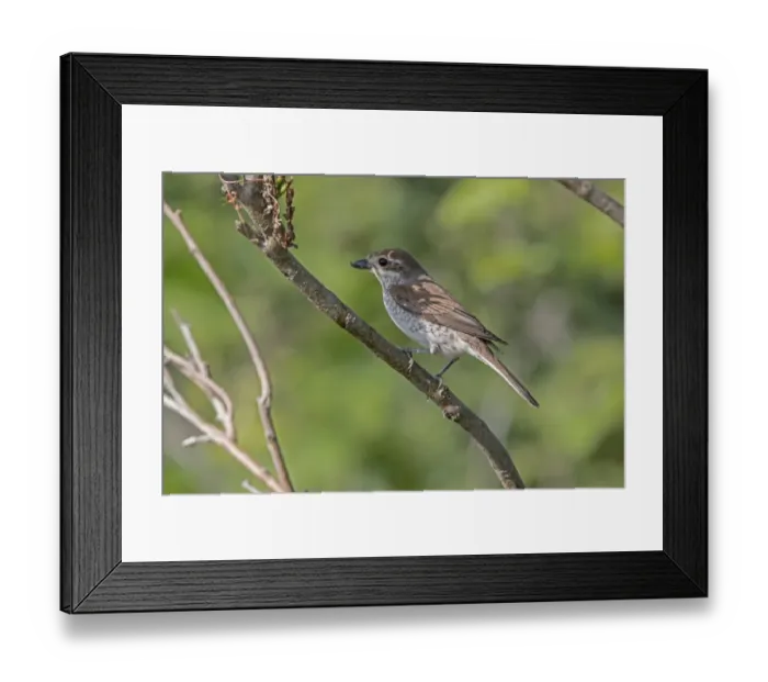 Framed Print : Female Red backed Shrike - Bulgaria Framed Print : Female Red backed Shrike - Bulgaria