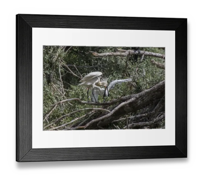 Framed Print : Spoonbill regurgitating food to young at Lake Kerkini, Greece Framed Print : Spoonbill regurgitating food to young at Lake Kerkini, Greece