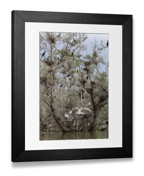 Framed Print : Nesting Spponbills in nesting colony of Cormorants, Lake, Kerkini, Northern Greece