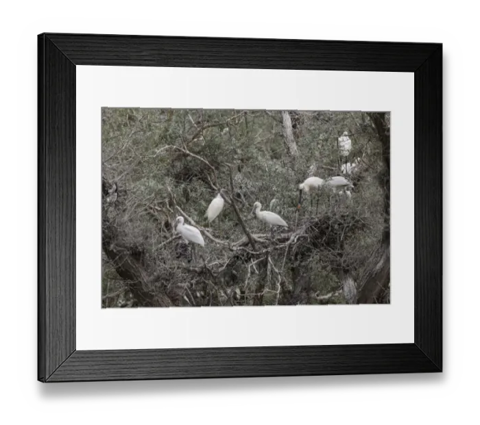 Framed Print : Nesting Spponbills, Lake, Kerkini, Northern Greece Framed Print : Nesting Spponbills, Lake, Kerkini, Northern Greece