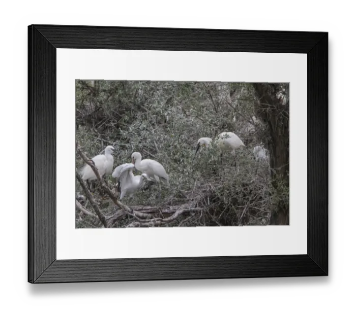 Framed Print : Nesting Spponbills and one Little Egret, Lake, Kerkini, Northern Greece Framed Print : Nesting Spponbills and one Little Egret, Lake, Kerkini, Northern Greece