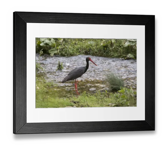 Framed Print : Black Stork standing in stream - Bulgaria Framed Print : Black Stork standing in stream - Bulgaria