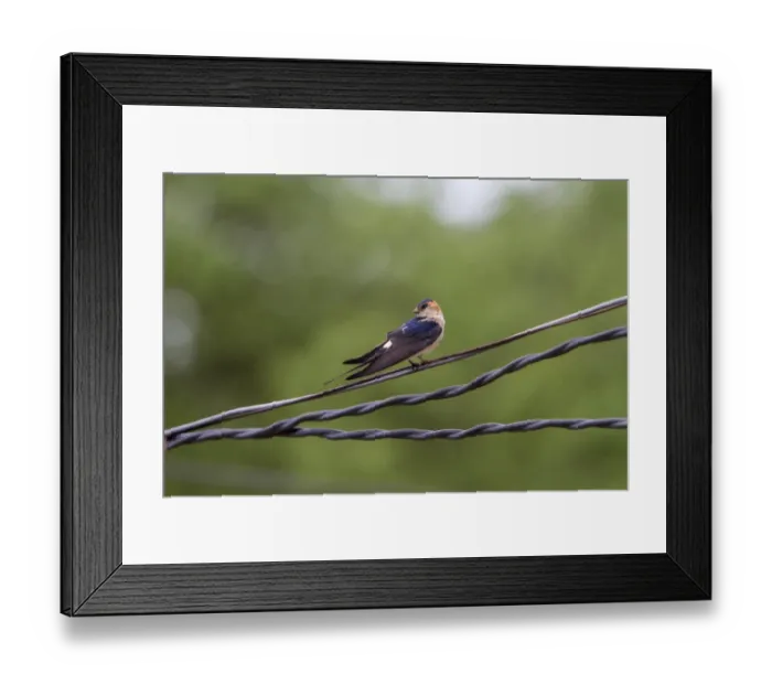 Framed Print : Red rumped Swallow on wires Framed Print : Red rumped Swallow on wires