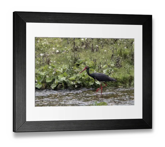 Framed Print : Black Stork walking in stream - Bulgaria Framed Print : Black Stork walking in stream - Bulgaria