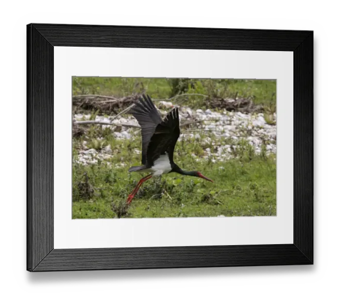 Framed Print : Black Stork flying - Bulgaria Framed Print : Black Stork flying - Bulgaria