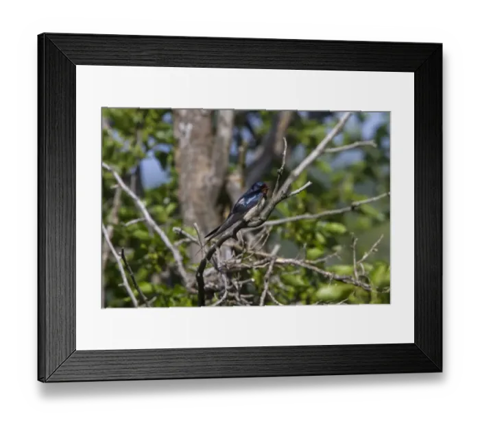 Framed Print : Barn Swallow resting on tree