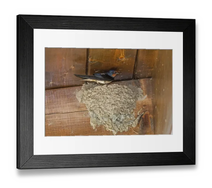 Framed Print : Barn Swallow at mud nest Framed Print : Barn Swallow at mud nest
