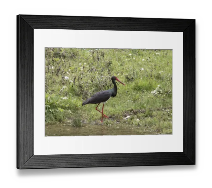 Framed Print : Black Stork walking in stream - Bulgaria