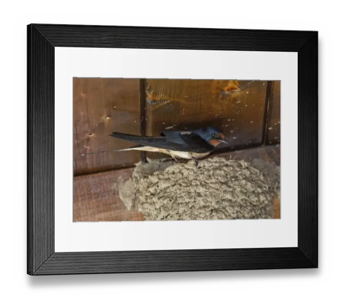 Framed Print : Barn Swallow at mud nest