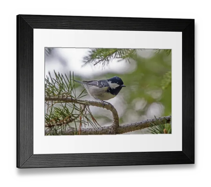 Framed Print : Coal Tit in pine forest Framed Print : Coal Tit in pine forest