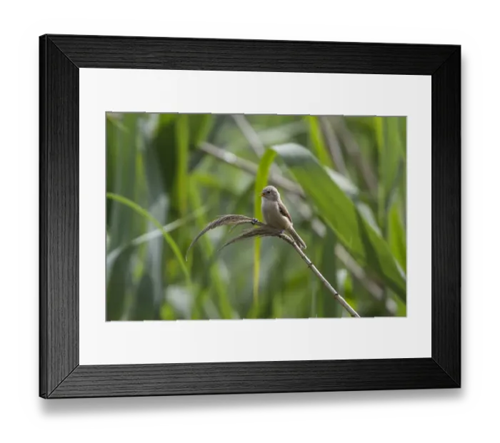 Framed Print : Juvenile Penduline Tit on reed. - Bulgaria Framed Print : Juvenile Penduline Tit on reed. - Bulgaria