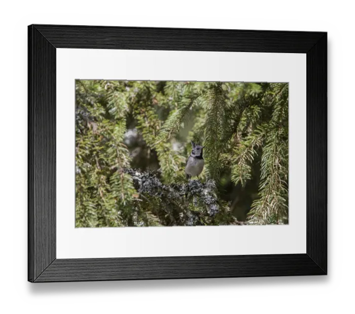 Framed Print : Crested Tit in pine forest - Bulgaria Framed Print : Crested Tit in pine forest - Bulgaria