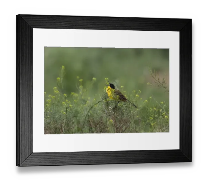 Framed Print : Yellow Wagtail Male singing, Balkan race (Feldegg) - Bulgaria Framed Print : Yellow Wagtail Male singing, Balkan race (Feldegg) - Bulgaria