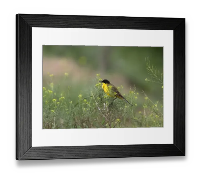 Framed Print : Yellow Wagtail Male, Balkan race (Feldegg) - Bulgaria Framed Print : Yellow Wagtail Male, Balkan race (Feldegg) - Bulgaria