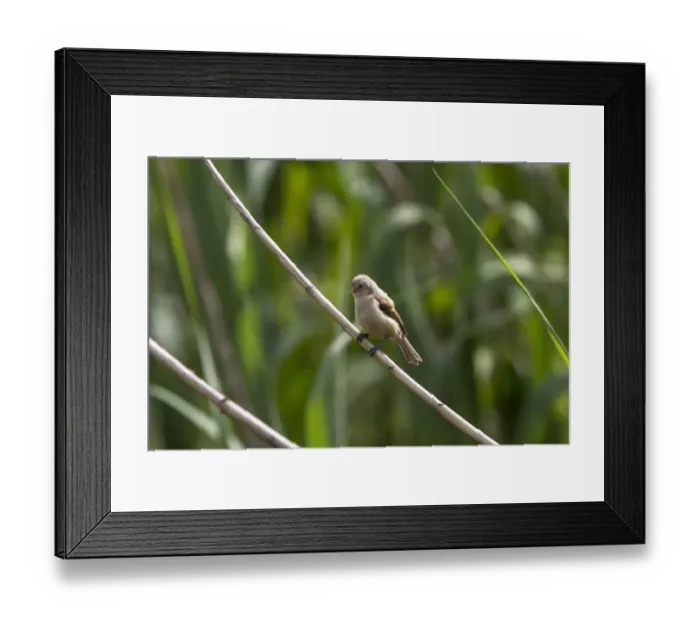 Framed Print : Juvenile Penduline Tit on reed. - Bulgaria Framed Print : Juvenile Penduline Tit on reed. - Bulgaria
