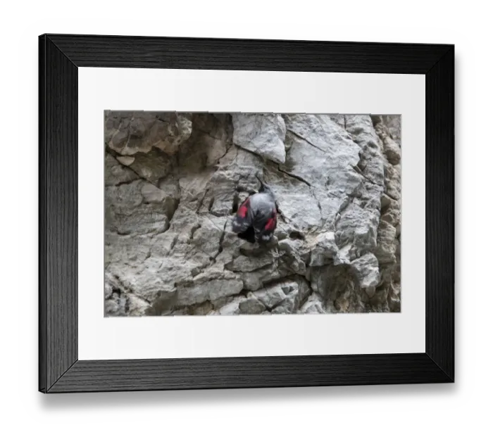 Framed Print : Wallcreeper male fluttering its red wing markings. Trigrad gorge, Bulgaria Framed Print : Wallcreeper male fluttering its red wing markings. Trigrad gorge, Bulgaria