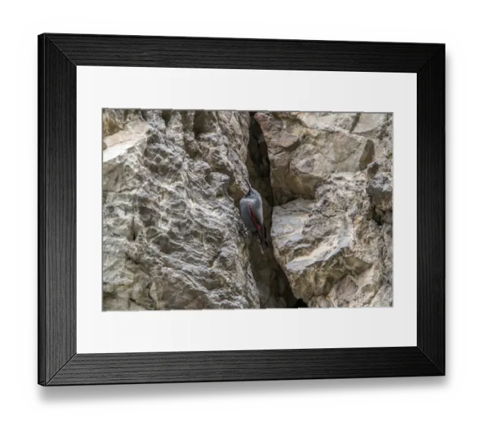 Framed Print : Wallcreeper male. Trigrad gorge, Bulgaria Framed Print : Wallcreeper male. Trigrad gorge, Bulgaria