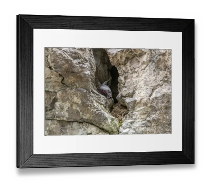 Framed Print : Wallcreeper male by its nest. Trigrad gorge, Bulgaria Framed Print : Wallcreeper male by its nest. Trigrad gorge, Bulgaria
