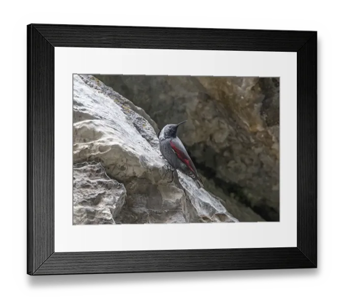 Framed Print : Wallcreeper male. Trigrad gorge, Bulgaria Framed Print : Wallcreeper male. Trigrad gorge, Bulgaria