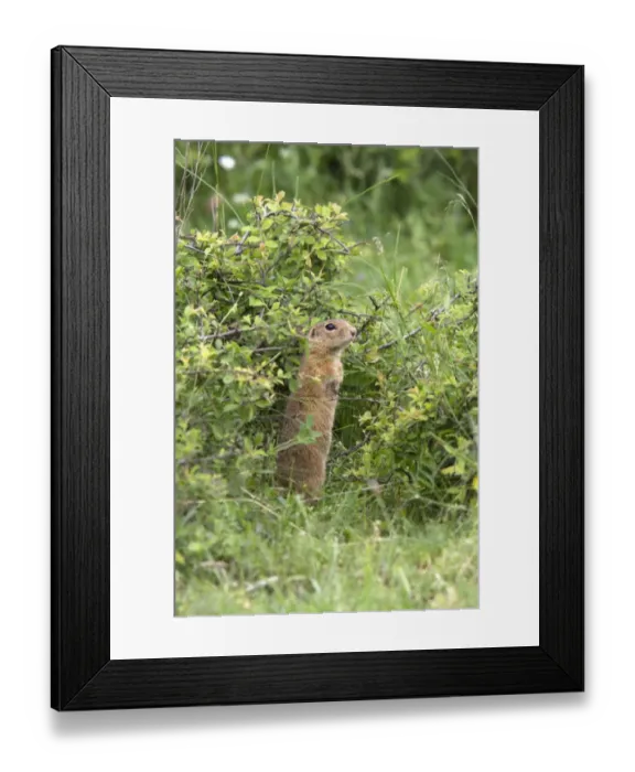 Framed Print : European Suslik - Bulgaria Framed Print : European Suslik - Bulgaria
