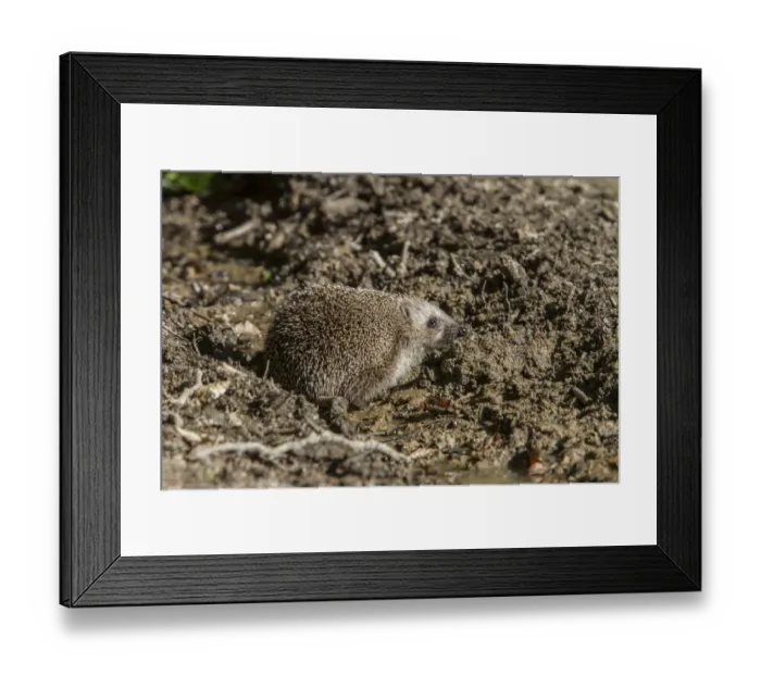 Framed Print : Eastern European Hedgehog also known as the White-Breasted Hedgehog. - Bulgaria Framed Print : Eastern European Hedgehog also known as the White-Breasted Hedgehog. - Bulgaria