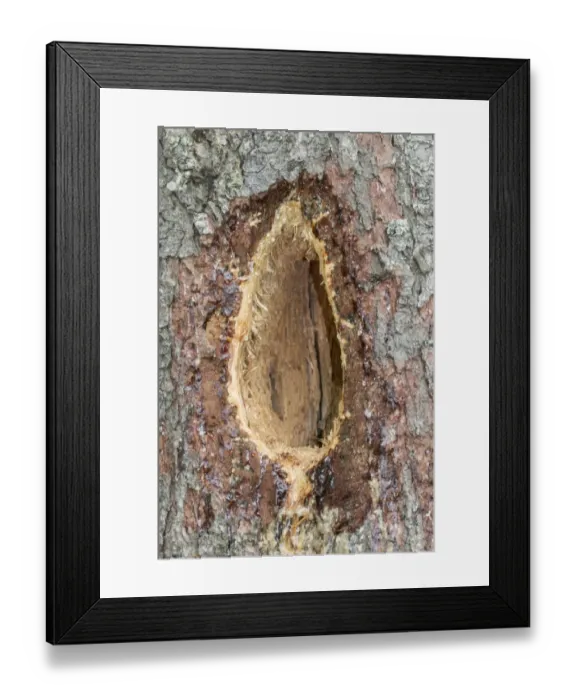Framed Print : A characteristic elongated rectangular hole excavated by a black woodpecker Framed Print : A characteristic elongated rectangular hole excavated by a black woodpecker
