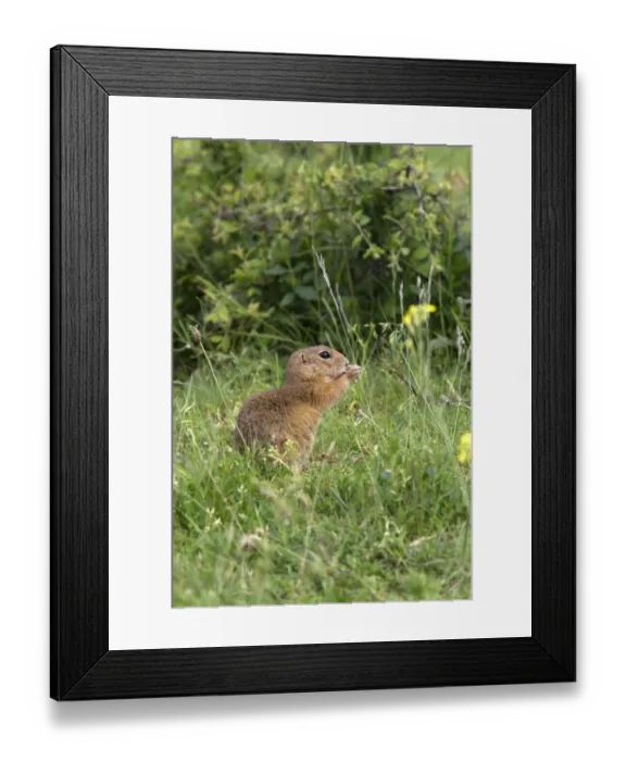 Framed Print : European Suslik eating grass seed head - Bulgaria