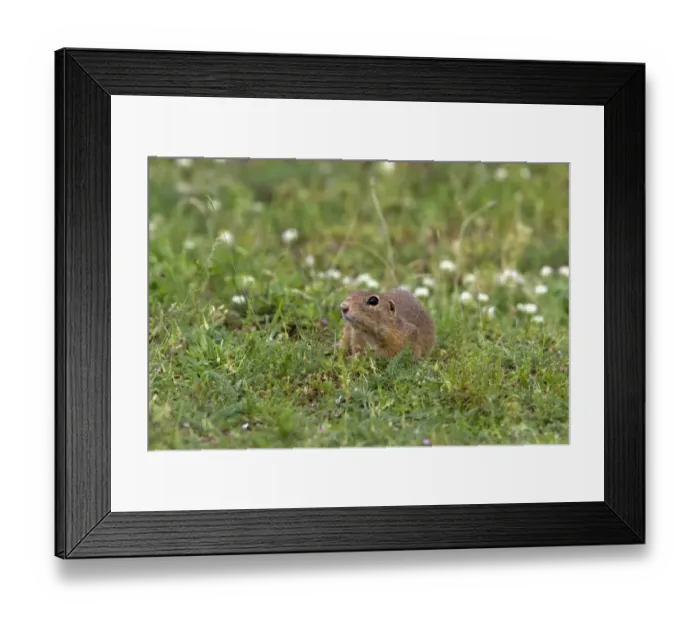Framed Print : European Suslik - Bulgaria Framed Print : European Suslik - Bulgaria