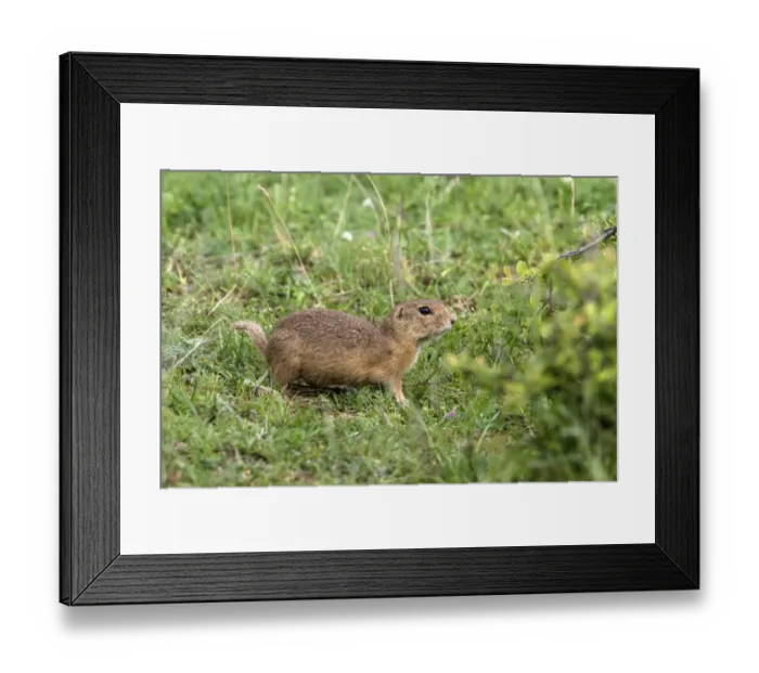 Framed Print : European Suslik - Bulgaria Framed Print : European Suslik - Bulgaria