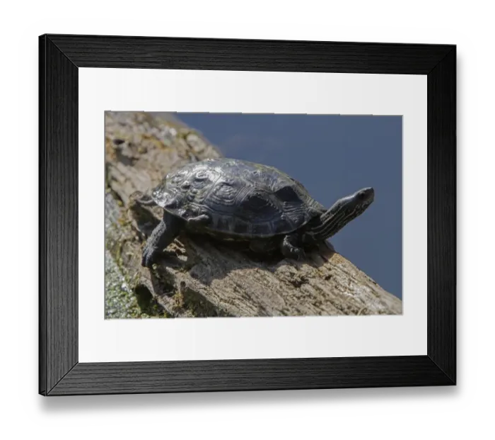 Framed Print : Stripe necked Terrapin or Caspian Turtle resting on log. - Bulgaria Framed Print : Stripe necked Terrapin or Caspian Turtle resting on log. - Bulgaria