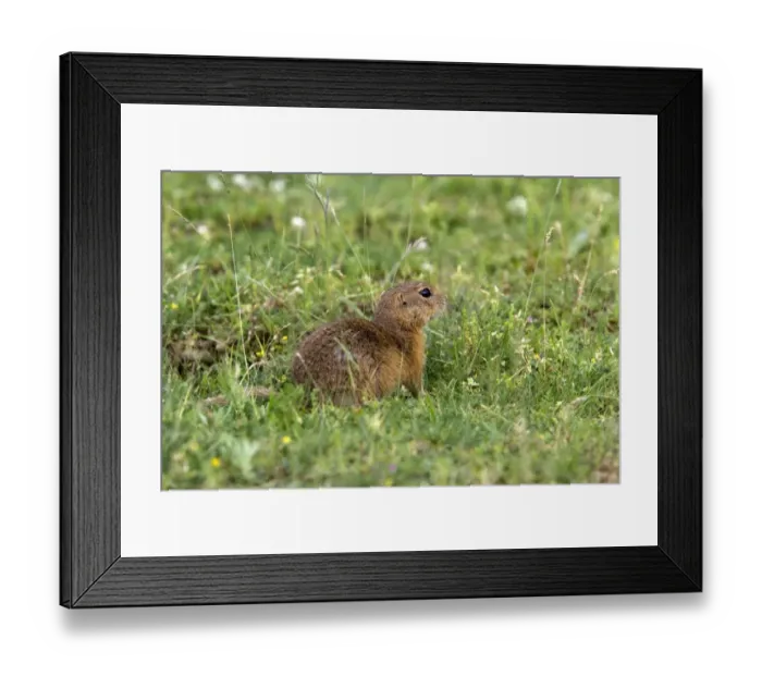 Framed Print : European Suslik - Bulgaria Framed Print : European Suslik - Bulgaria