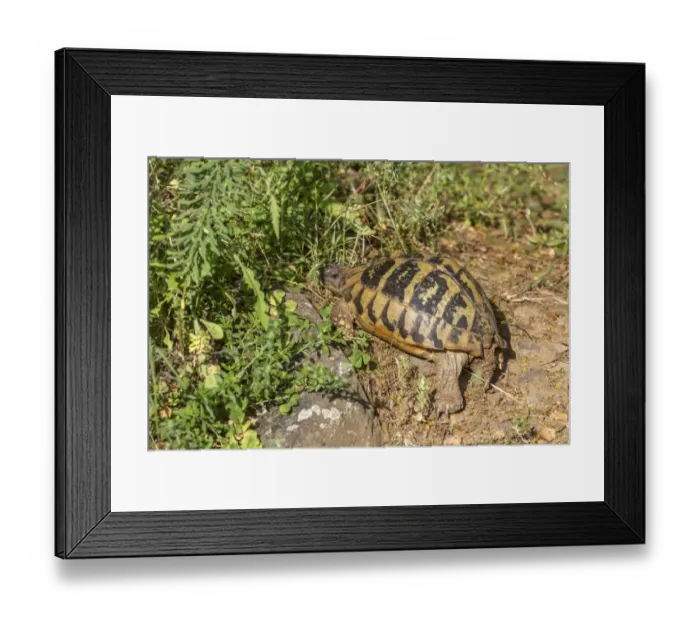 Framed Print : Eastern Hermanns tortoise - Bulgaria Framed Print : Eastern Hermanns tortoise - Bulgaria