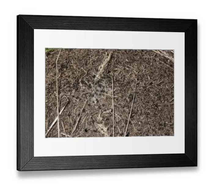 Framed Print : Wood Ants on nest mound made in pine forest - Bulgaria Framed Print : Wood Ants on nest mound made in pine forest - Bulgaria