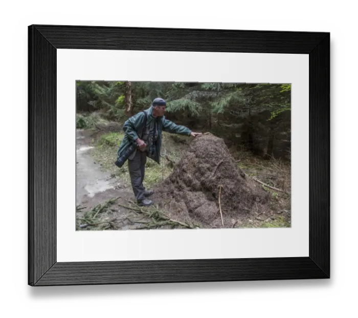 Framed Print : Man standing next to Wood Ant mound to show size. - Bulgaria Framed Print : Man standing next to Wood Ant mound to show size. - Bulgaria