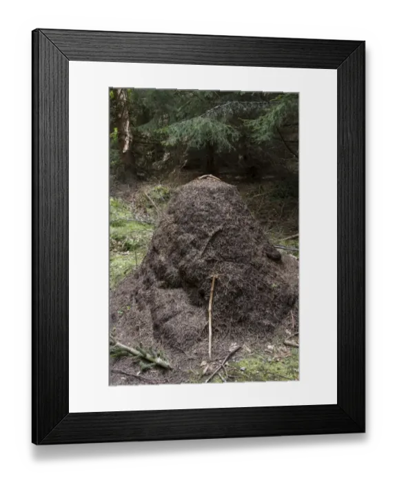 Framed Print : Wood Ants nest mound made in pine forest - Bulgaria Framed Print : Wood Ants nest mound made in pine forest - Bulgaria