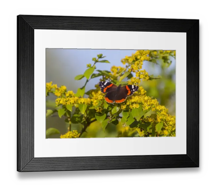 Framed Print : Red Admiral Butterfly on Christs Thorn Framed Print : Red Admiral Butterfly on Christs Thorn