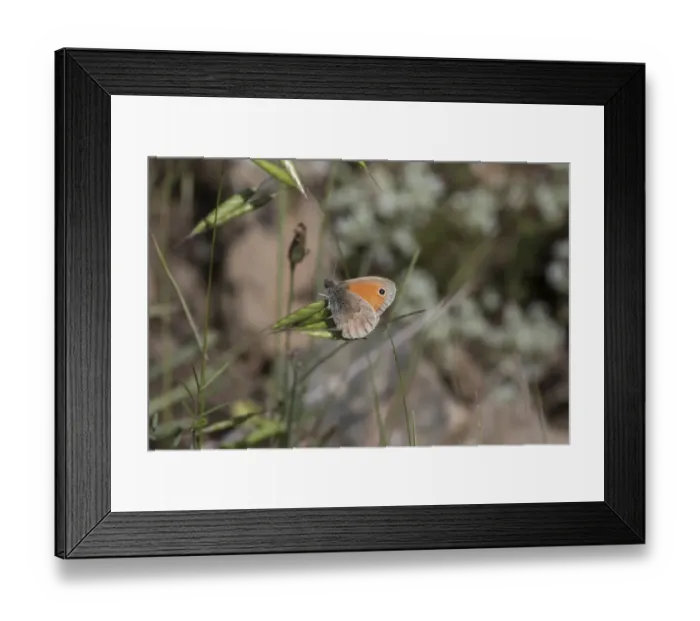 Framed Print : Small Heath Butterfly Framed Print : Small Heath Butterfly