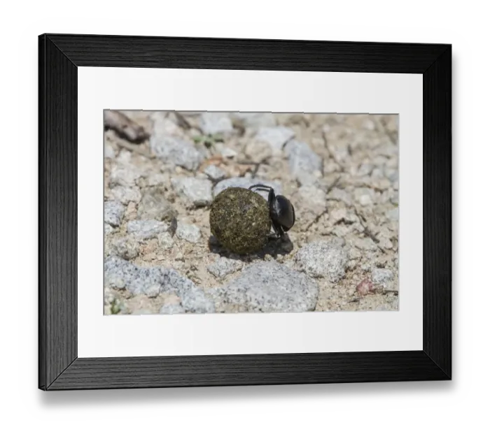 Framed Print : Scarab Beetle rolling dung ball Framed Print : Scarab Beetle rolling dung ball