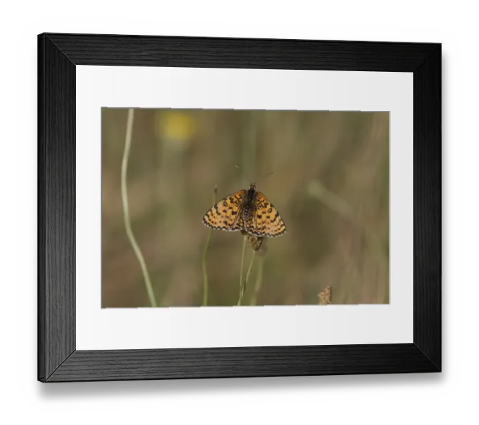 Framed Print : Knapweed Fritillary, male. Easten Europe, Bulgaria Melitaea phoebe punica Framed Print : Knapweed Fritillary, male. Easten Europe, Bulgaria Melitaea phoebe punica