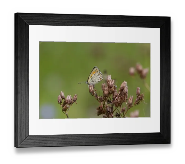 Framed Print : Balkan Copper Butterfly, female, Bulgaria Framed Print : Balkan Copper Butterfly, female, Bulgaria