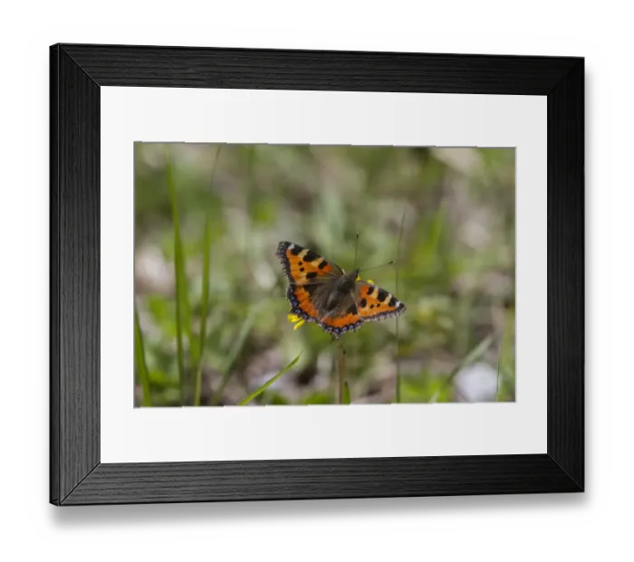 Framed Print : Small Tortoiseshell butterfly - Bulgaria Framed Print : Small Tortoiseshell butterfly - Bulgaria
