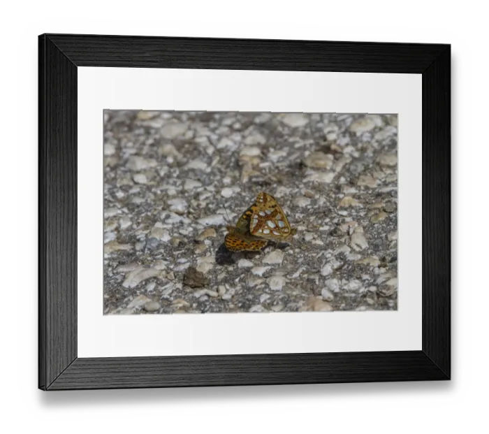 Framed Print : Queen of Spain Fritillaries mating - Bulgaria Framed Print : Queen of Spain Fritillaries mating - Bulgaria