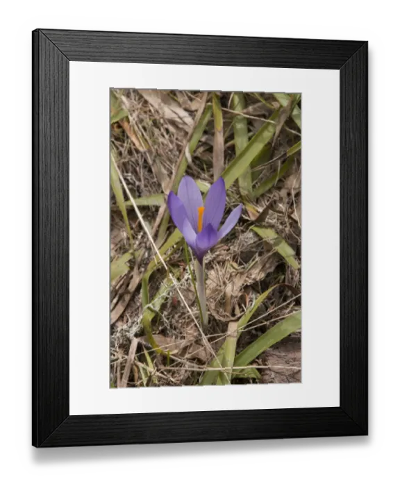 Framed Print : Purple Crocus growing in the mountains of Bulgaria Framed Print : Purple Crocus growing in the mountains of Bulgaria