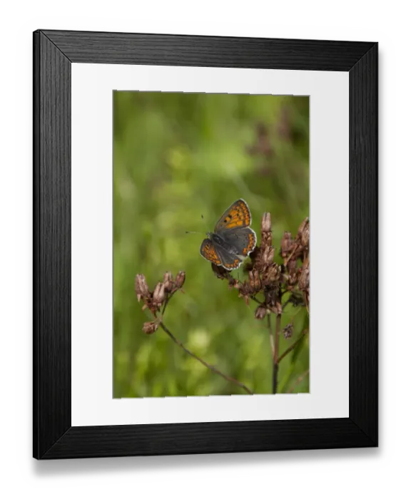 Framed Print : Balkan Copper Butterfly, female, Bulgaria Framed Print : Balkan Copper Butterfly, female, Bulgaria