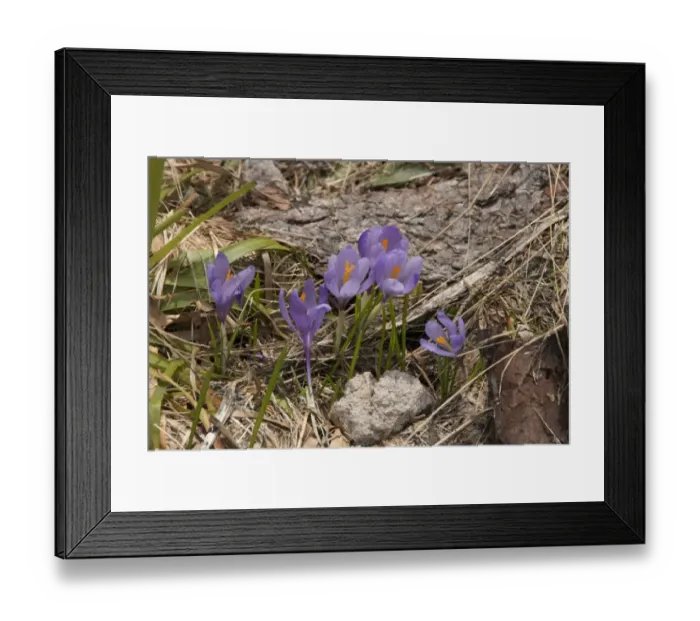 Framed Print : Purple Crocus growing in the mountains of Bulgaria Framed Print : Purple Crocus growing in the mountains of Bulgaria