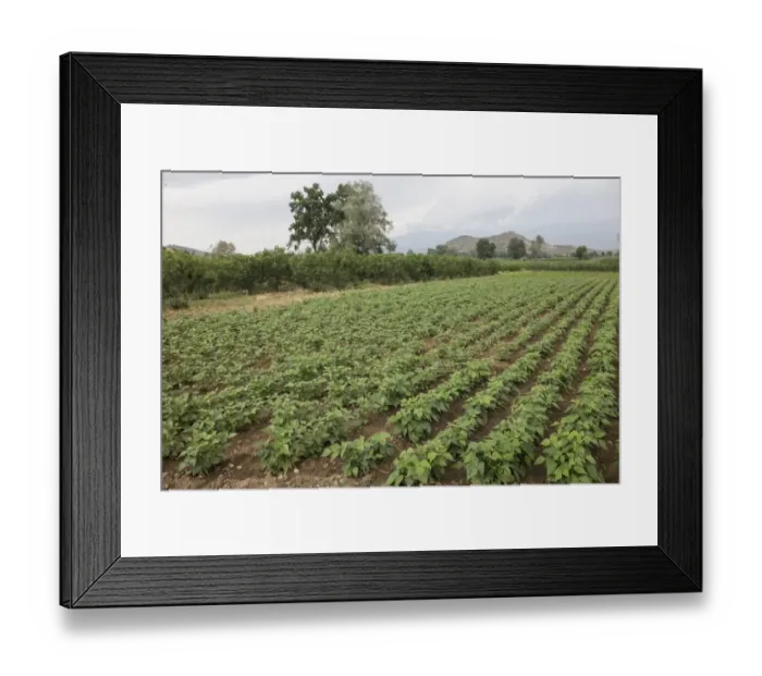 Framed Print : Field of French Beans - Bulgaria