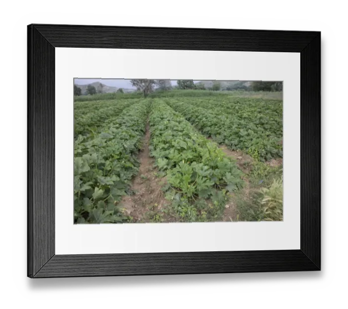 Framed Print : Courgettes or Zucchini are a summer squash they belongs to the species Cucurbita pepo Framed Print : Courgettes or Zucchini are a summer squash they belongs to the species Cucurbita pepo