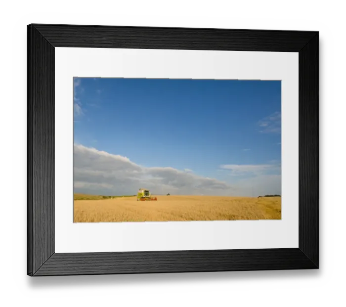 Framed Print : Barley (Hordeum vulgare) crop, Cls combine harvester harvesting ripe field, Norfolk, England, August Framed Print : Barley (Hordeum vulgare) crop, Cls combine harvester harvesting ripe field, Norfolk, England, August